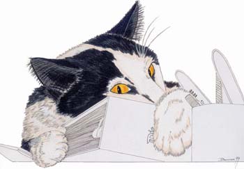 Katze auf einem Buch