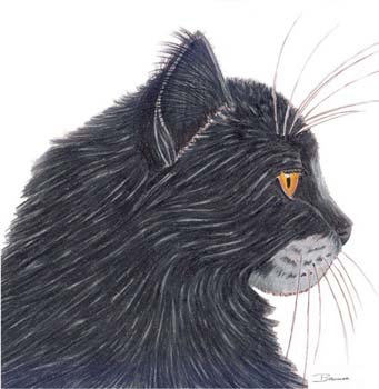 Schwarzer Katzenkopf