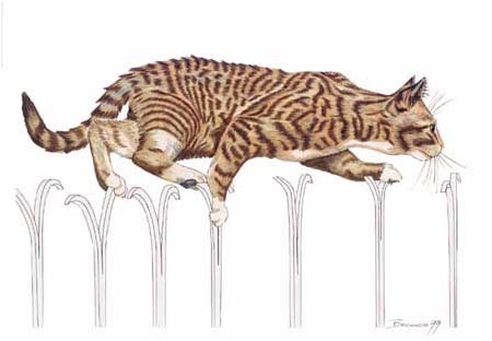 Tigerkatze auf Zaun
