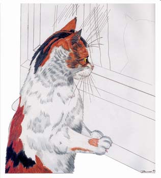 Dreifärbige Katze am Fenster