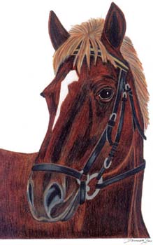 Brauner Pferdekopf
